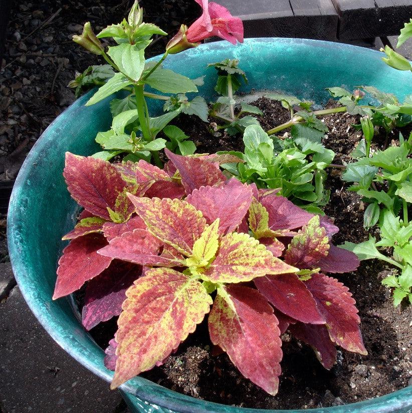 Solenostemon scutellarioides ‘Alabama Sunset’ ~ Alabama Sunset Coleus-ServeScape