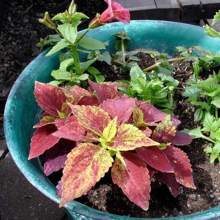 Solenostemon scutellarioides ‘Alabama Sunset’ ~ Alabama Sunset Coleus-ServeScape