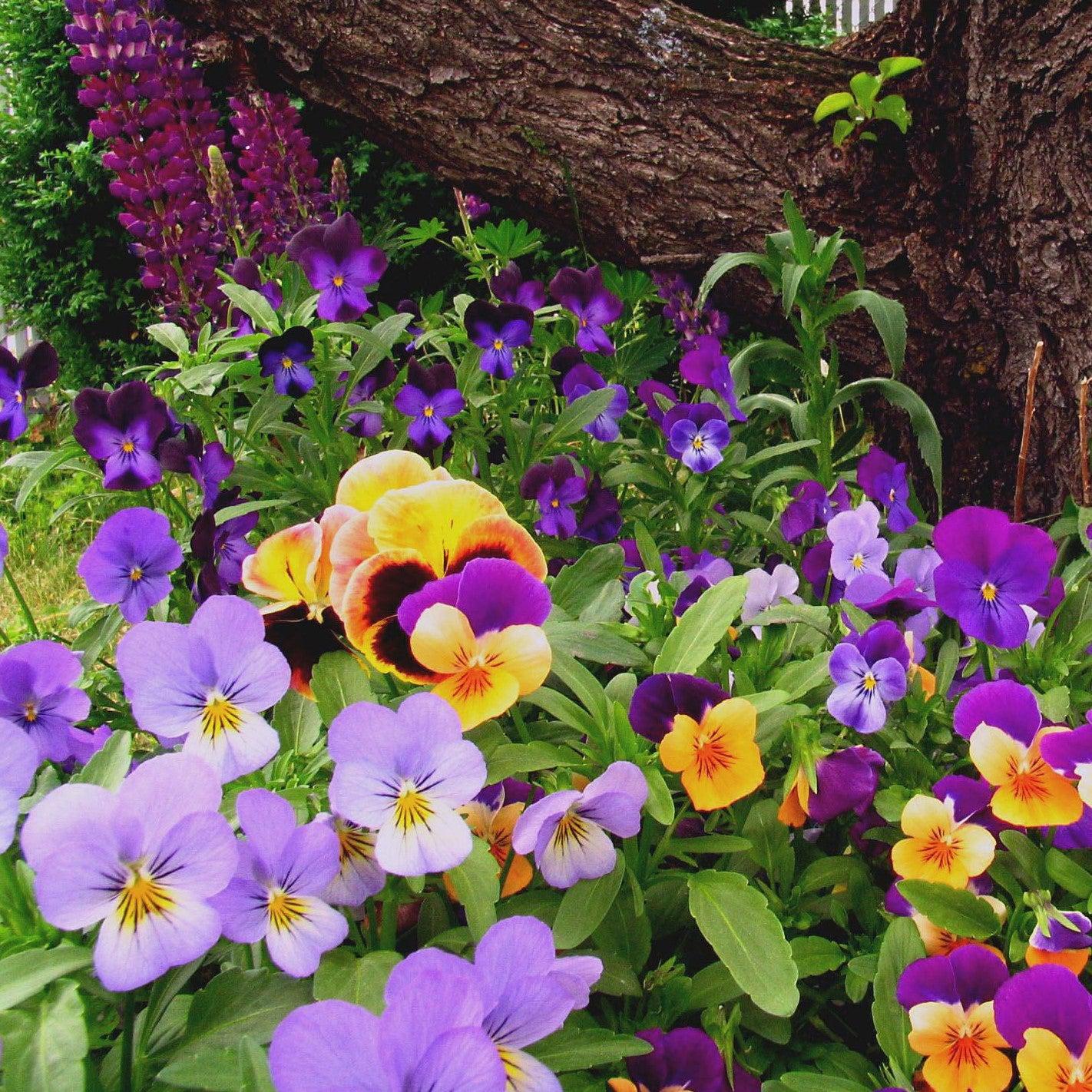 Viola cornuta 'Admire Maxi Mix' ~ Admire® Maxi Mix Viola-ServeScape