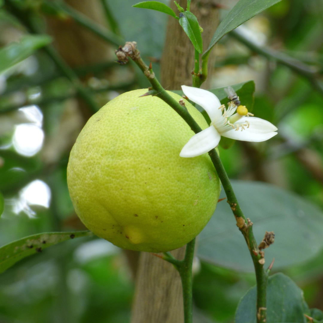 Citrus aurantifolia ~ Key Lime-ServeScape