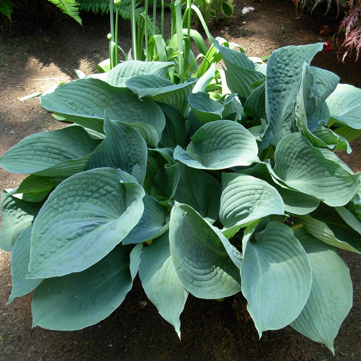Hosta x 'Abiqua Drinking Gourd' ~ Abiqua Drinking Gourd Hosta-ServeScape