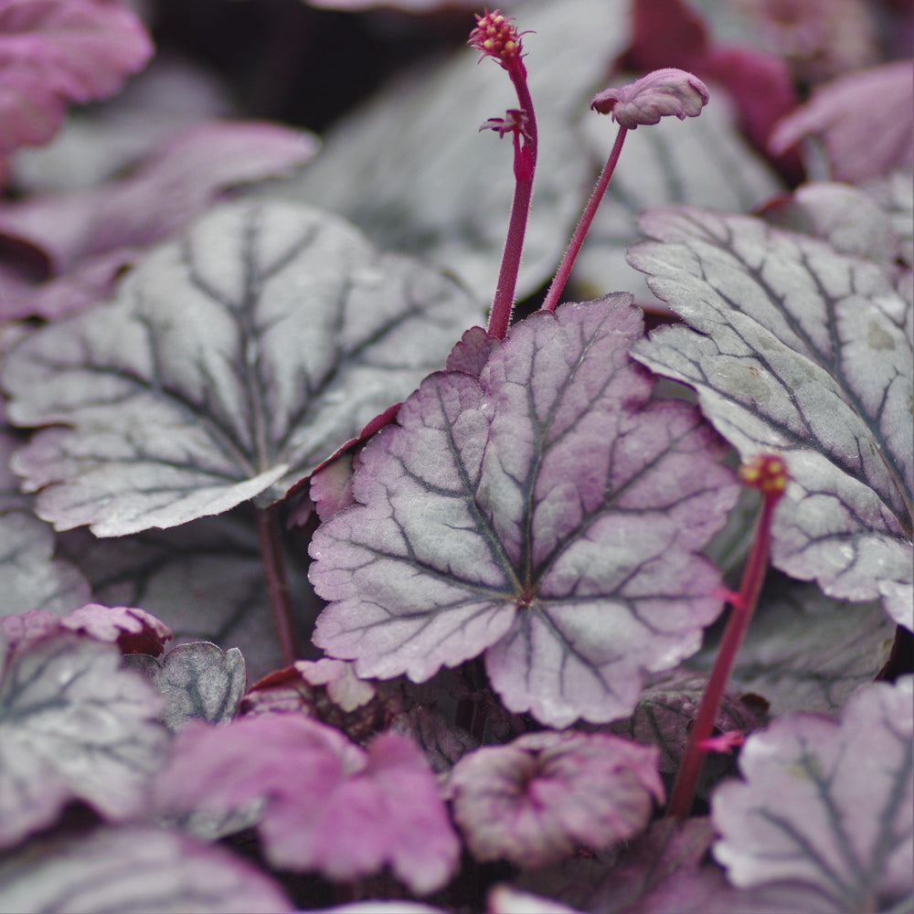 Heuchera ‘Sugar Plum’ ~ Sugar Plum Coral Bells-ServeScape