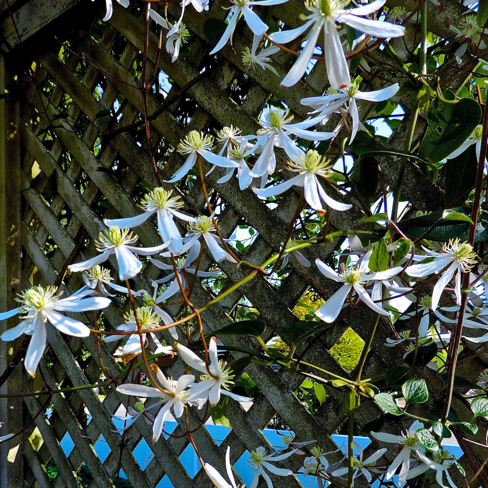 Clematis armandii 'Snowdrift' ~ Snowdrift Evergreen Clematis-ServeScape