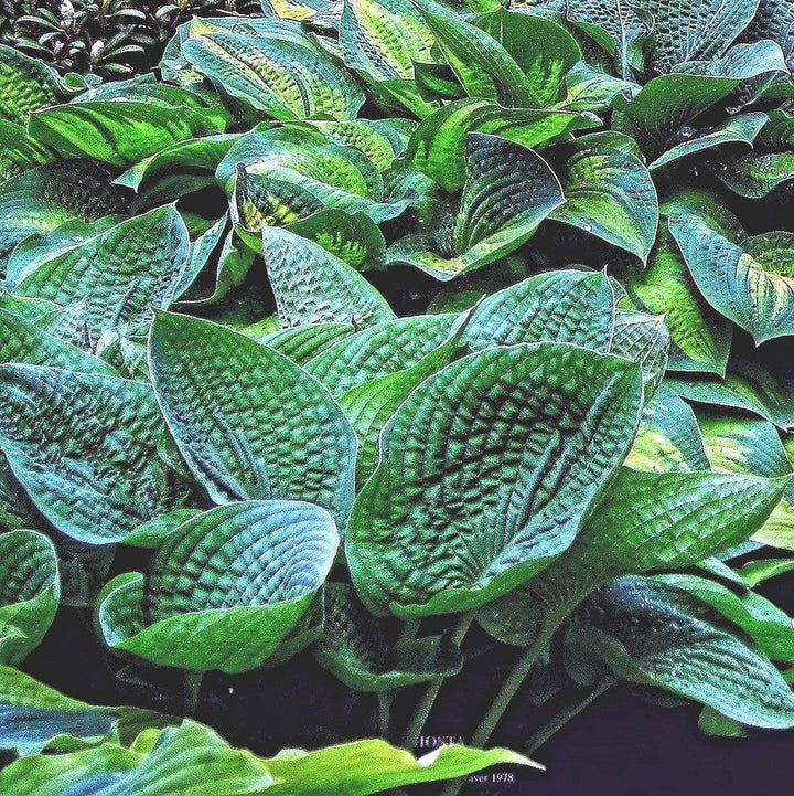 Hosta x 'Abiqua Drinking Gourd' ~ Abiqua Drinking Gourd Hosta-ServeScape