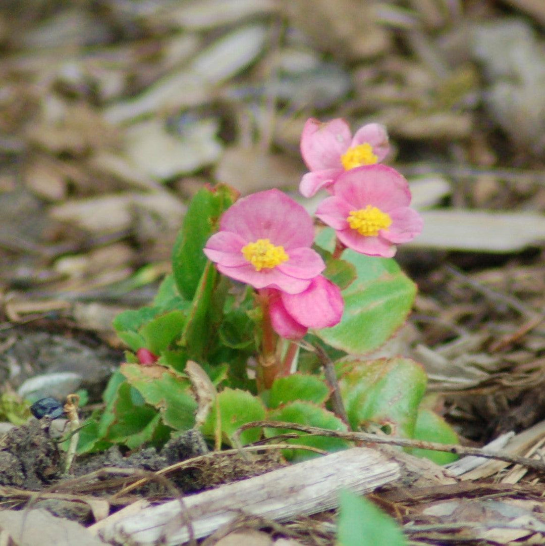 Begonia 'Green Leaf Pink' ~ Green Leaf Pink Begonia-ServeScape