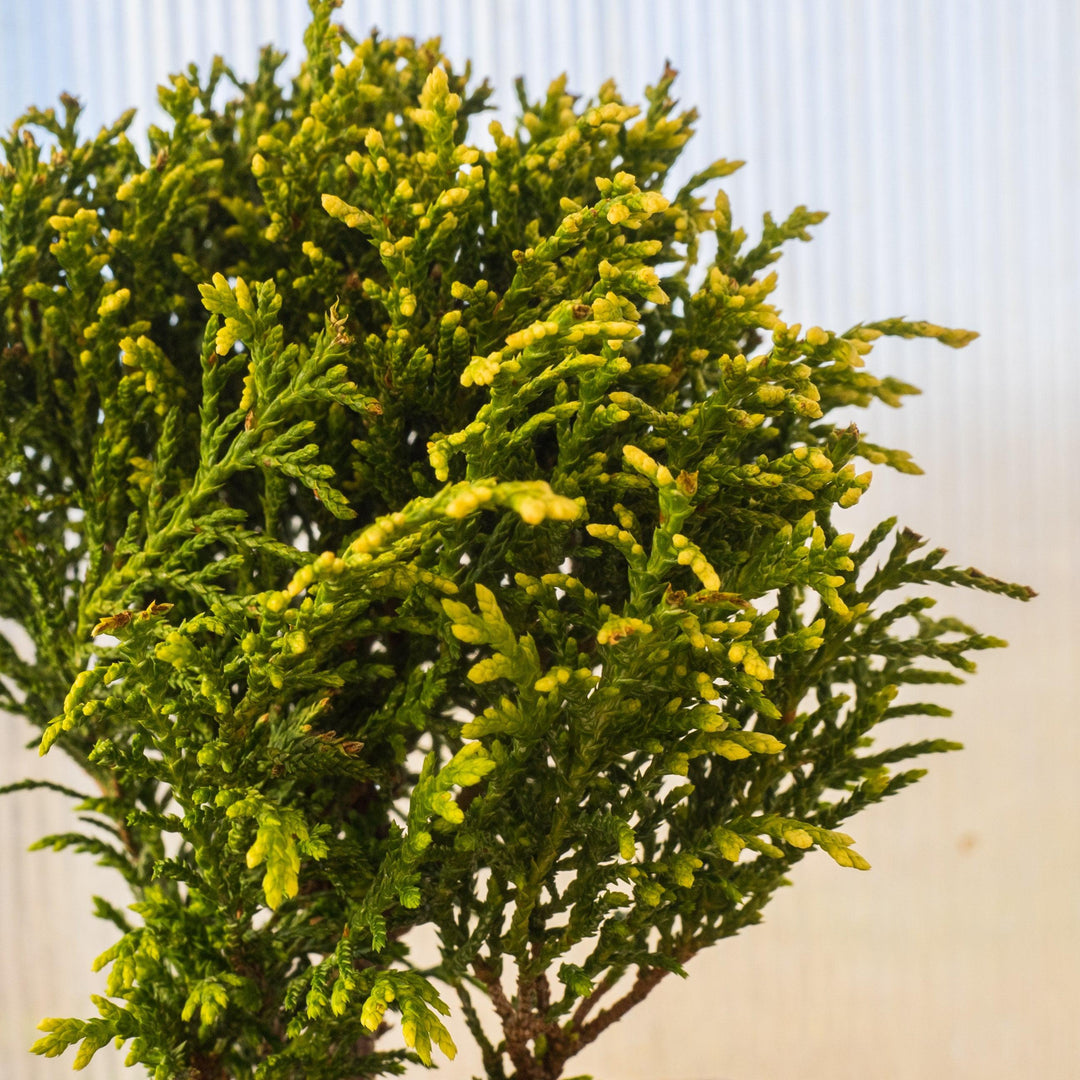 Chamaecyparis pisifera 'White Pygmy' ~ White Pygmy Sawara Cypress-ServeScape