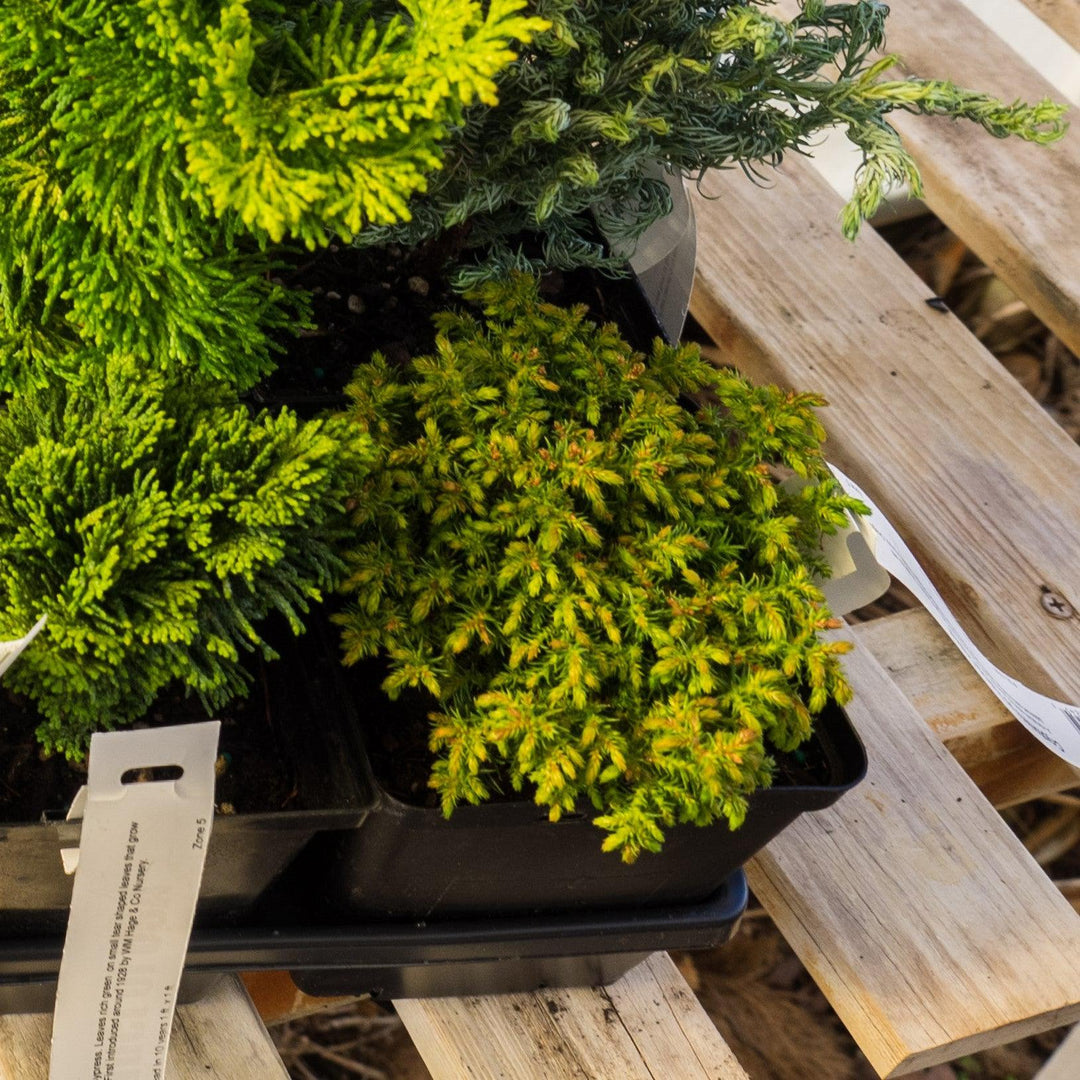 Chamaecyparis pisifera 'White Pygmy' ~ White Pygmy Sawara Cypress-ServeScape