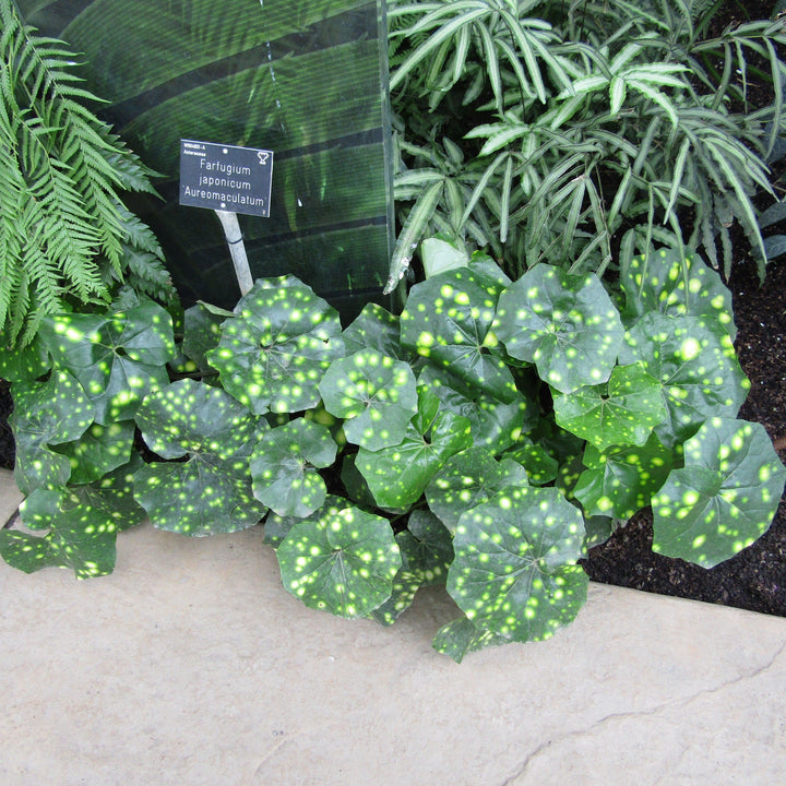 Farfugium Japonicum ''Aureomaculatum' ~ Firefly Leopard Plant-ServeScape