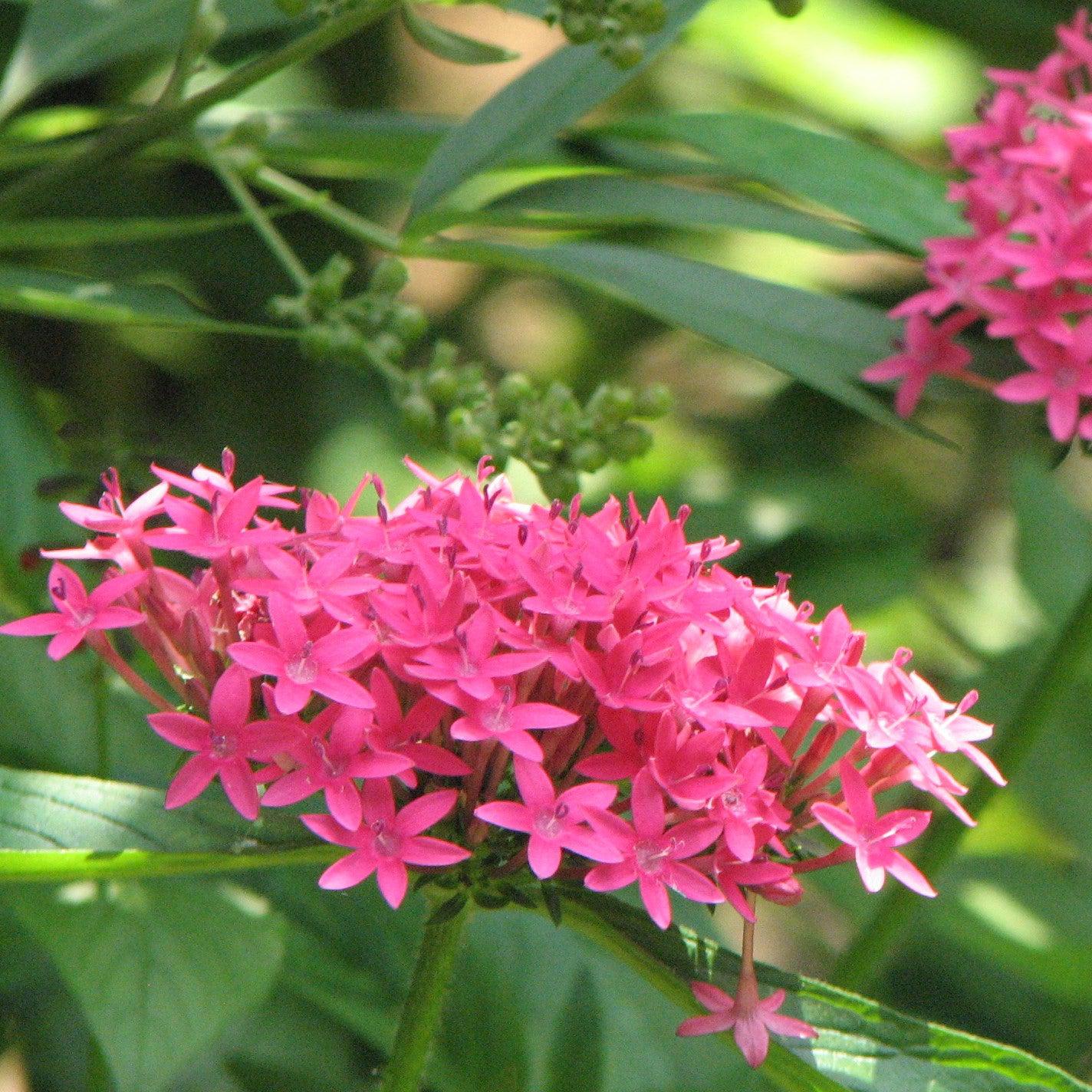 Pentas 'Jessica' PP07702 ~ Jessica Star Cluster-ServeScape