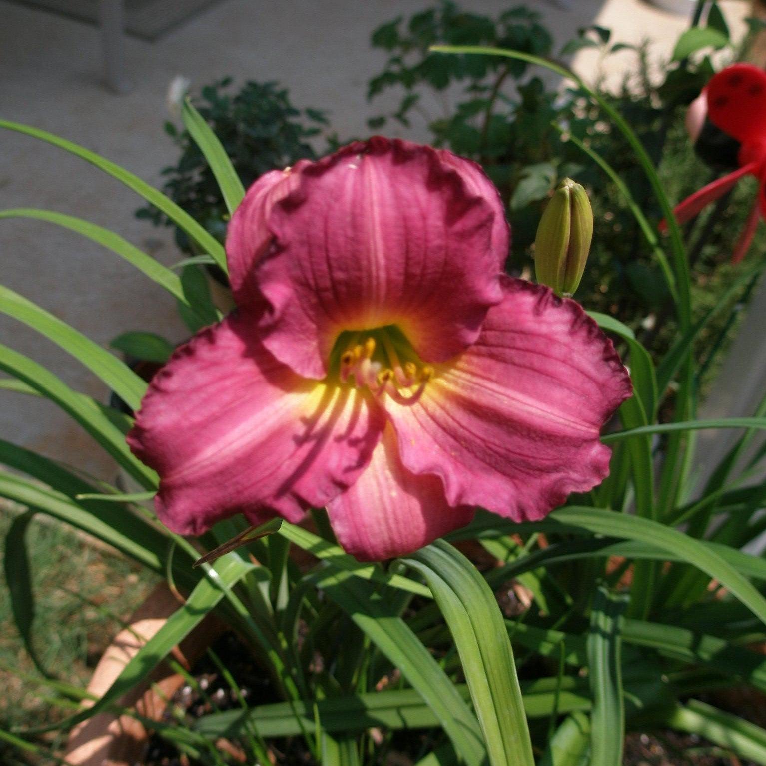 Hemerocallis 'Stella in Purple' ~ Stella in Purple Daylily-ServeScape