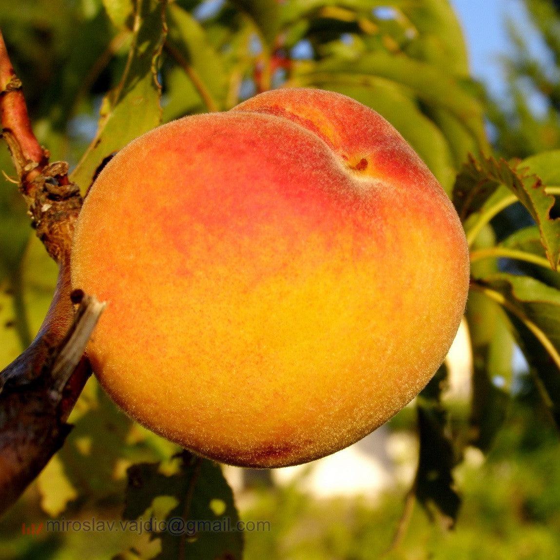 Prunus persica 'Harvester' ~ Harvester Peach-ServeScape