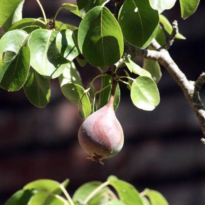 Pyrus communis 'Moonglow' ~ Moonglow Pear-ServeScape