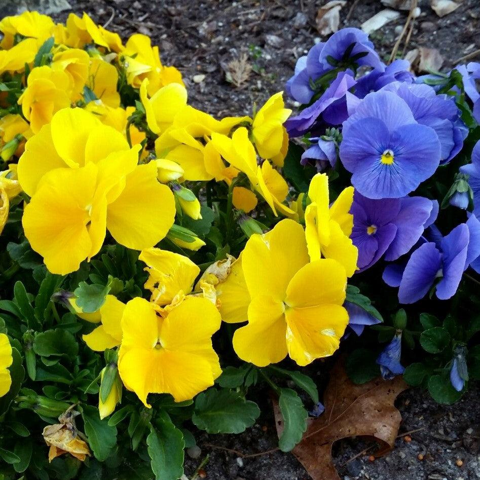 Viola x wittrockiana 'Inspire Plus Yellow' ~ Inspire® Plus Yellow Pansy-ServeScape