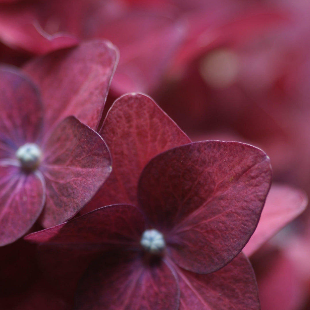 Hydrangea macrophylla 'Deep Purple' ~ Deep Purple Hydrangea-ServeScape