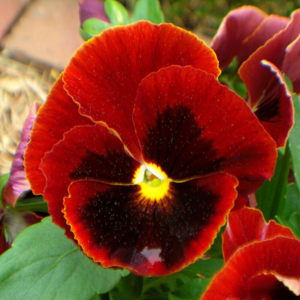 Copy of Viola x wittrockiana 'Inspire DeluXXe Red Blotch' ~ Inspire DeluXXe® Red Blotch Pansy-ServeScape