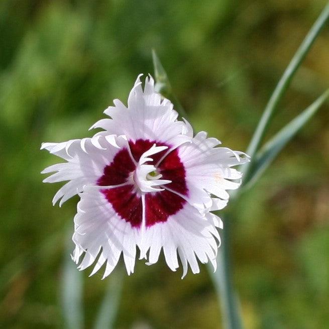 Dianthus hybrida 'WP13 GIL05' PP #26,776 ~ Whetman Stars™ Stargazer Dianthus-ServeScape