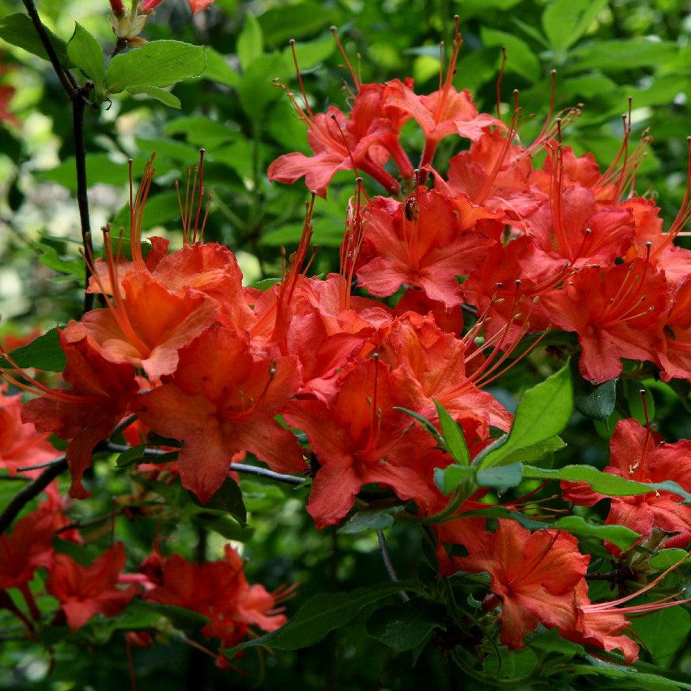 Rhododendron 'Radiant Red' ~ Radiant Red Native Azalea-ServeScape
