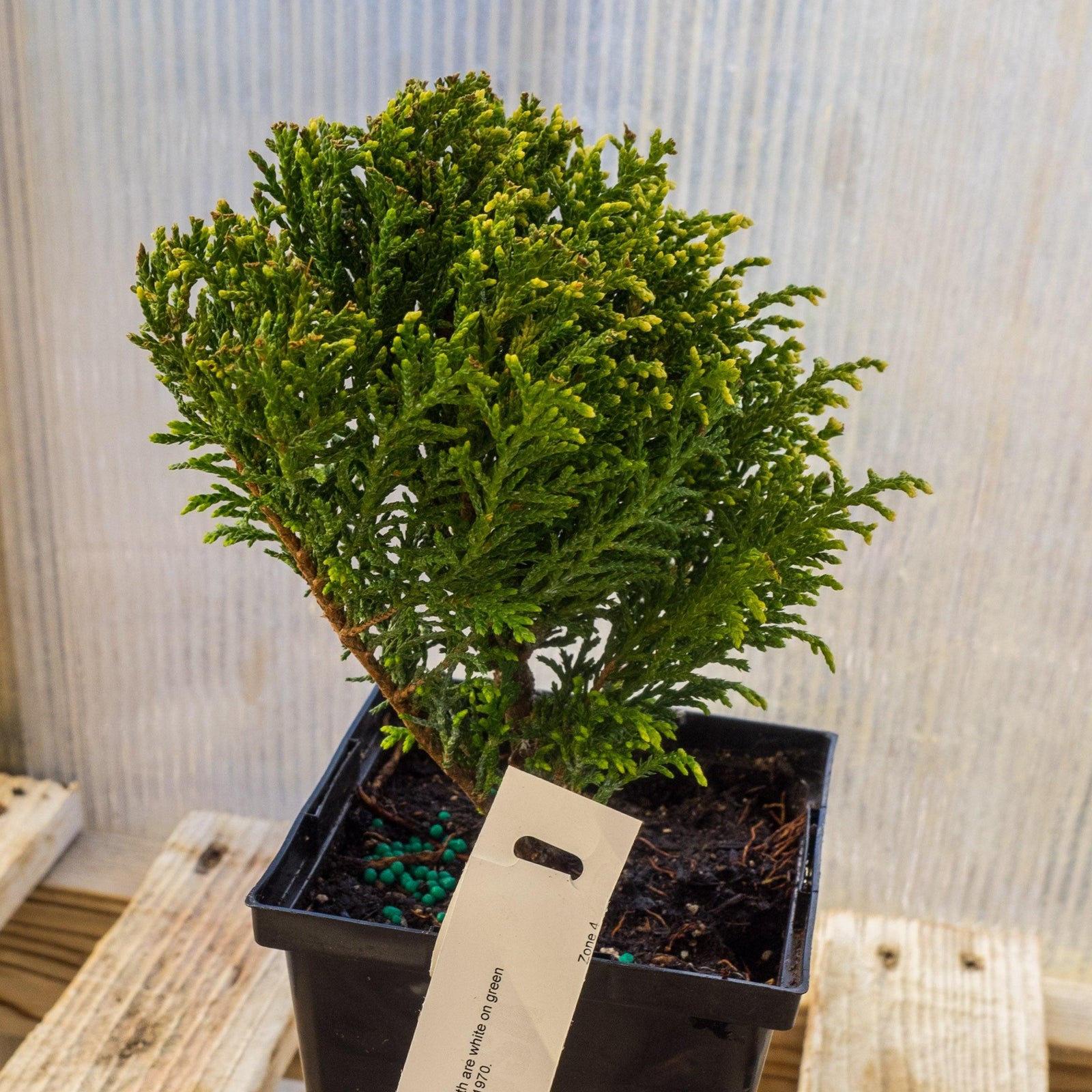 Chamaecyparis pisifera 'White Pygmy' ~ White Pygmy Sawara Cypress-ServeScape