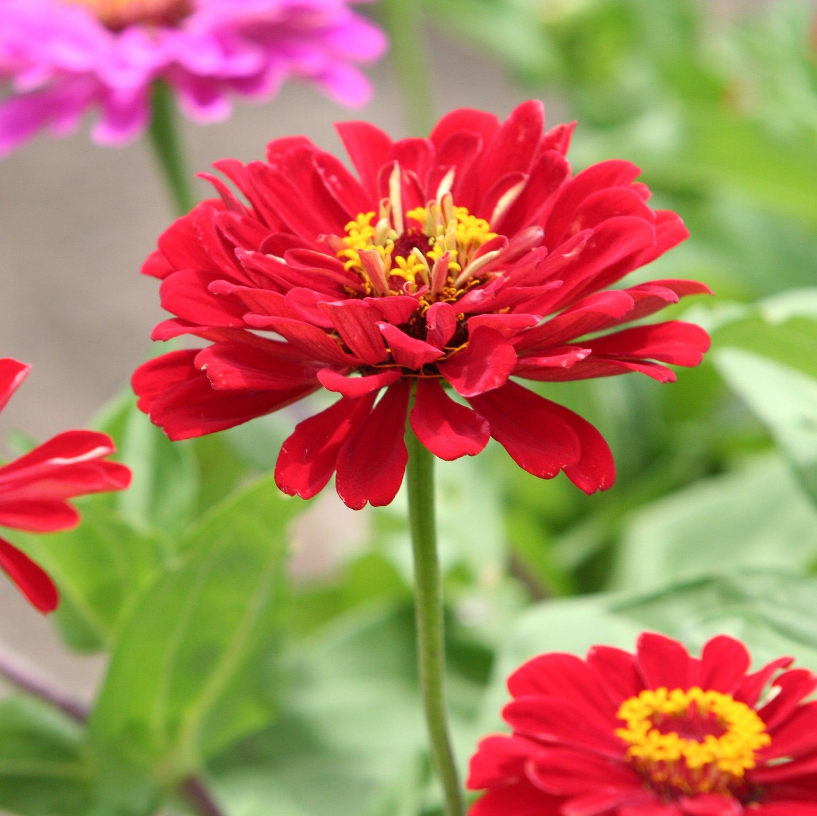 Zinnia ‘Profusion Double Red’ ~ Profusion Double Red Zinnia-ServeScape
