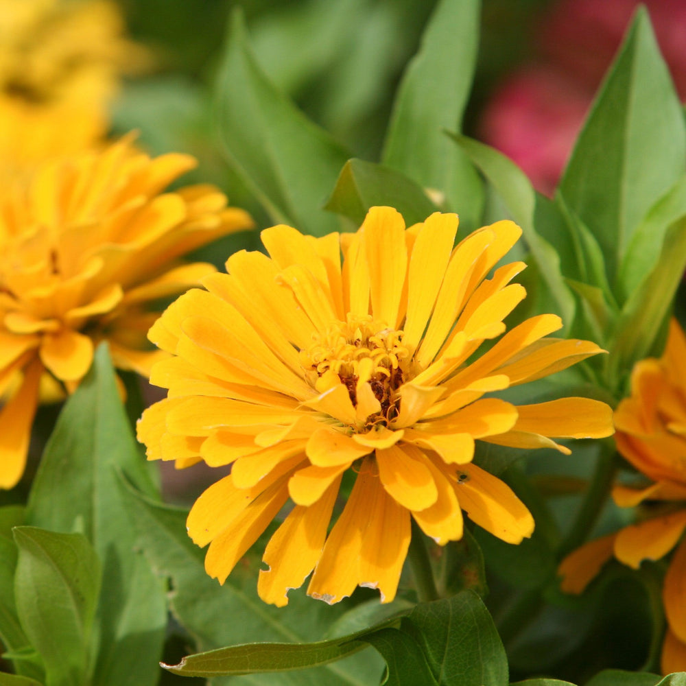 Zinnia ‘Profusion Double Golden’ ~ Profusion Double Golden Zinnia-ServeScape