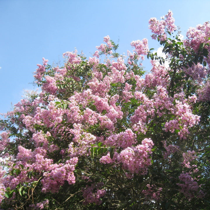 Lagerstroemia indica x fauriei 'Lipan' ~ Lipan Crape Myrtle-ServeScape