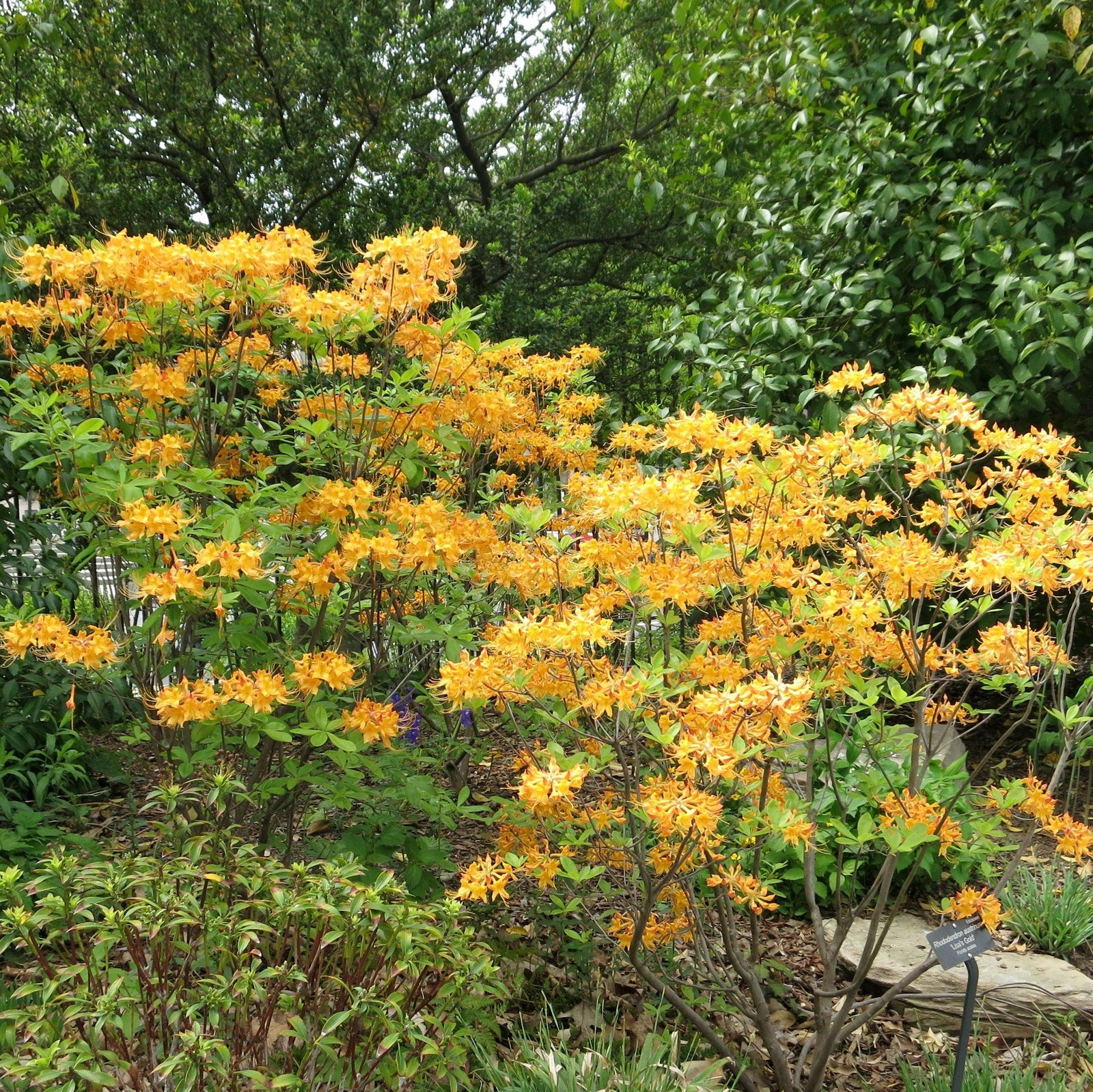 Rhododendron austrinum 'Kelsey's Glow' ~ Kelsey's Glow Native Azalea-ServeScape