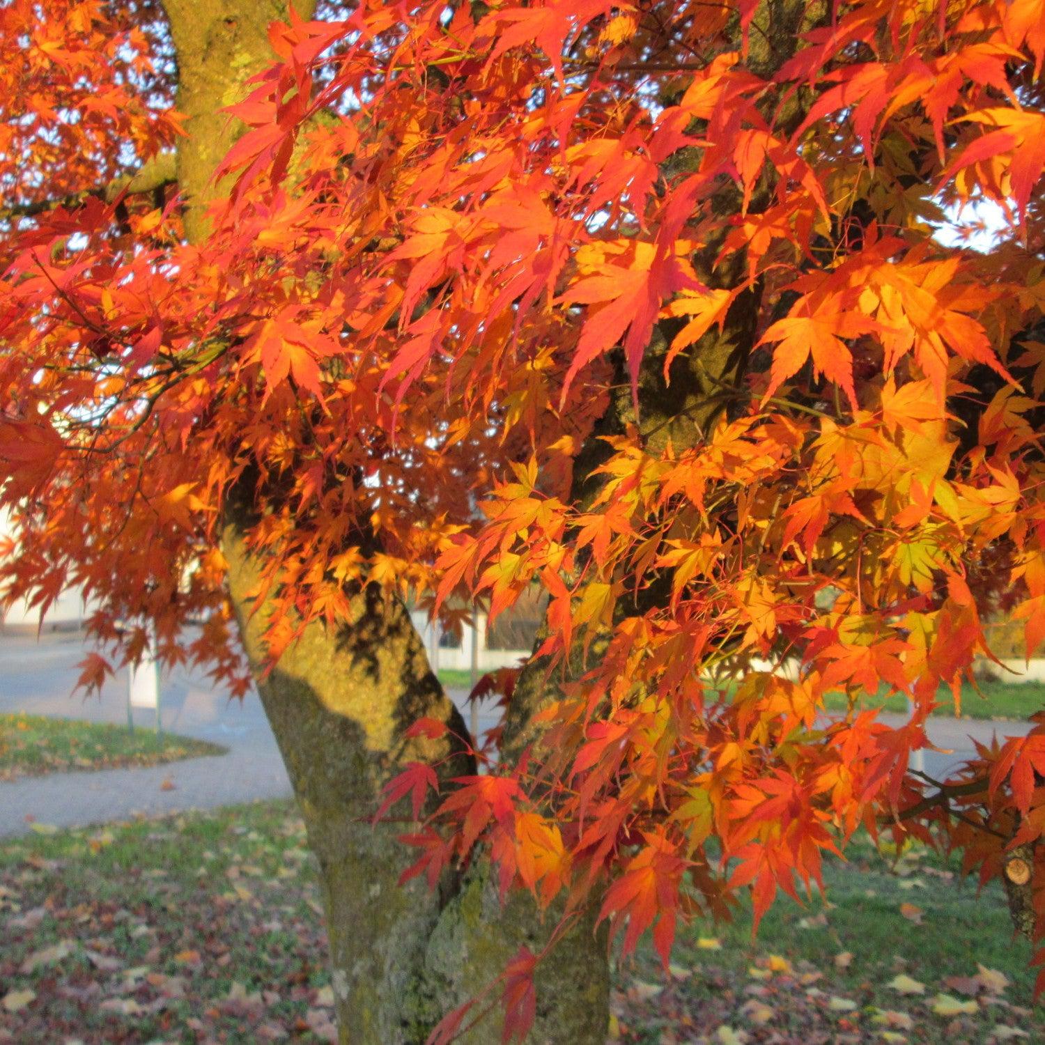 Acer palmatum 'Nishiki gawa' ~ Nishiki gawa Japanese Maple-ServeScape