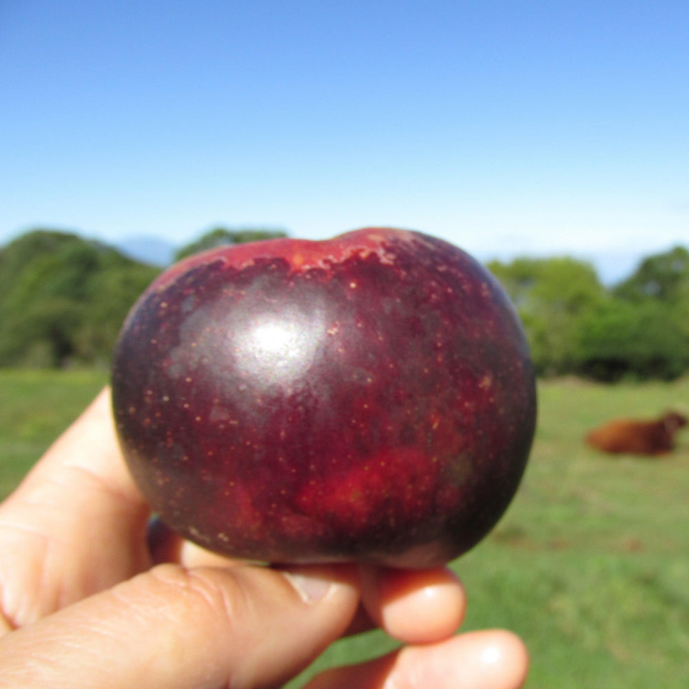 Malus pumila 'Arkansas Black' ~ Arkansas Black Apple-ServeScape