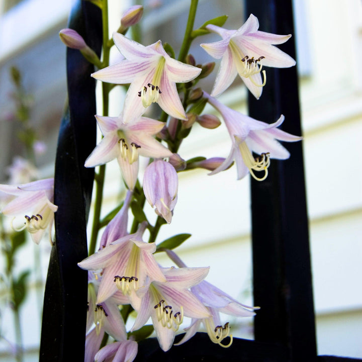 Hosta 'Blue Angel' ~ Blue Angel Hosta-ServeScape