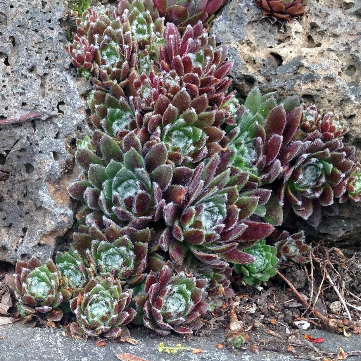 Sempervivum 'Jade Rose' ~ Jade Rose Hens and Chicks-ServeScape