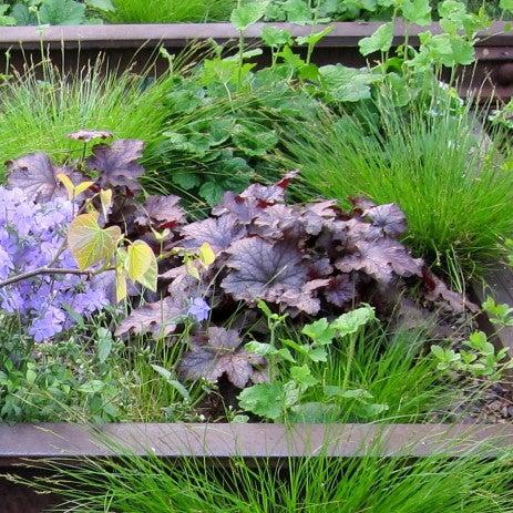 Heuchera x 'Frosted Violet' ~ Frosted Violet Coral Bells-ServeScape