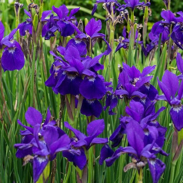 Iris sibirica Caesar's Brother ~ 'Caesar's Brother' Siberian Iris-ServeScape