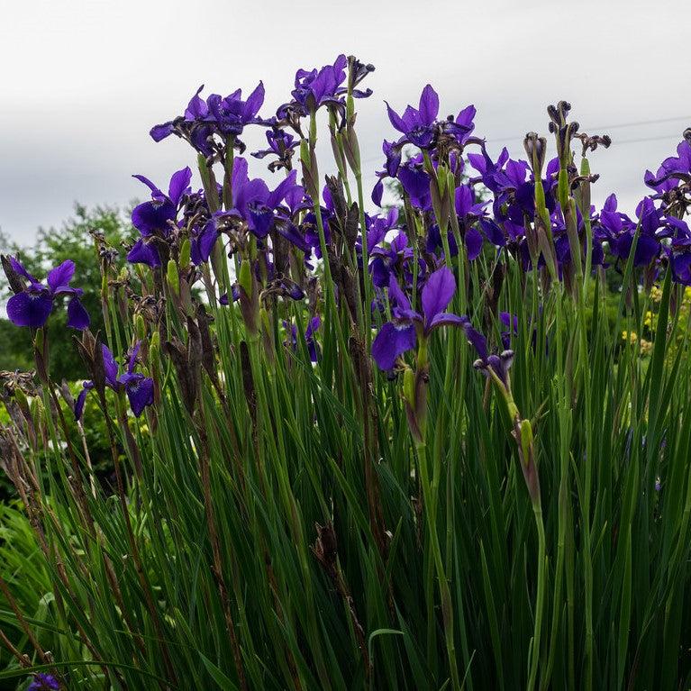 Iris sibirica Caesar's Brother ~ 'Caesar's Brother' Siberian Iris-ServeScape