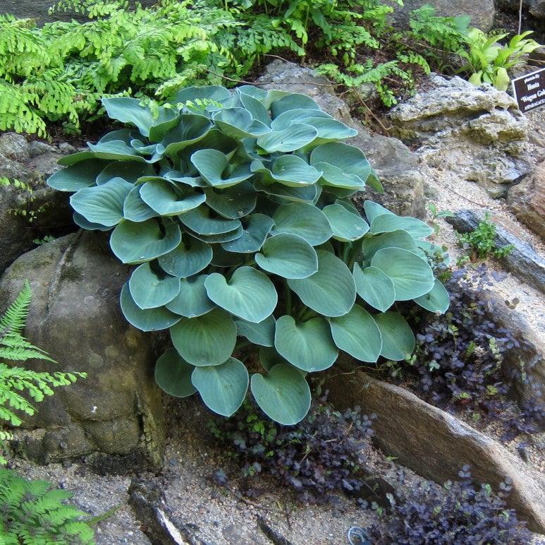 Hosta 'Blue Mouse Ears' ~ Blue Mouse Ears Hosta-ServeScape