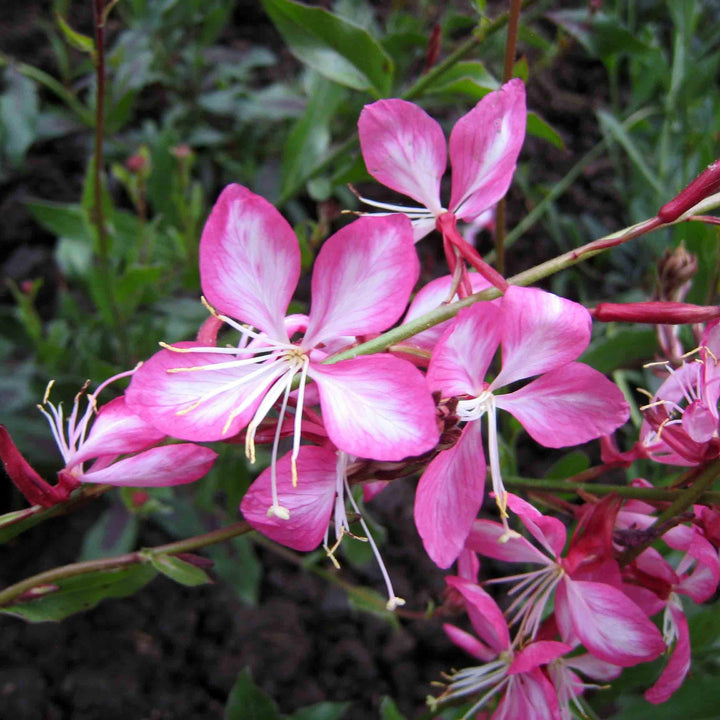 Gaura 'Rosy Jane' PP22290 ~ Rosy Jane Gaura-ServeScape