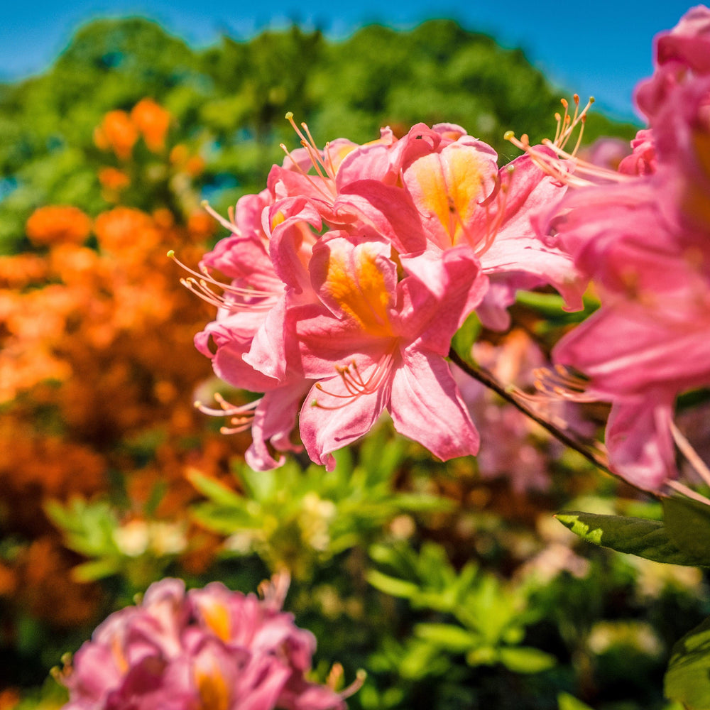 Rhododendron 'Linda Guy' ~ Linda Guy Aromi Azalea-ServeScape