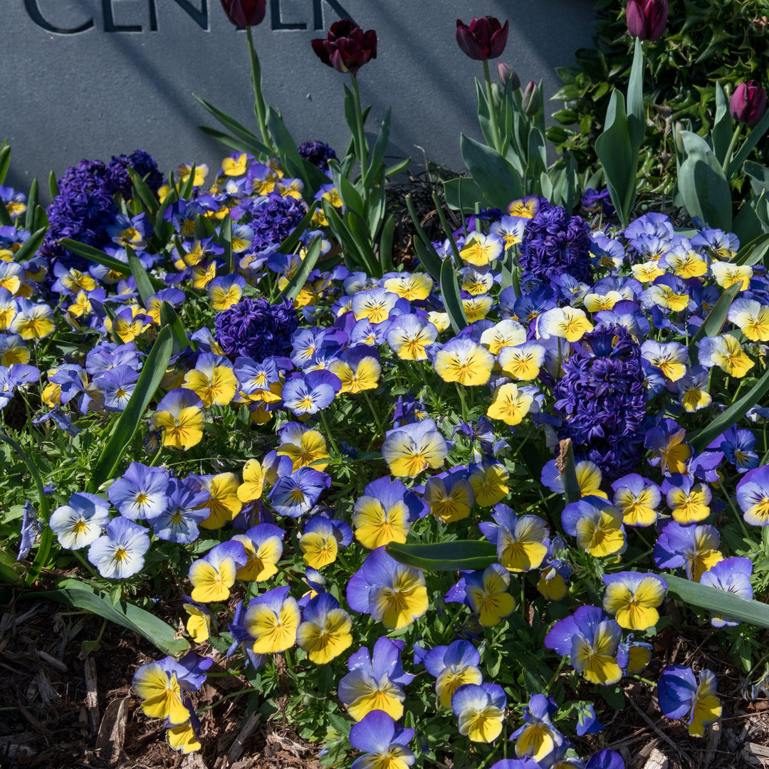 Viola x wittrockiana 'PAS1077347' ~ Cool Wave® Morpho Pansy-ServeScape