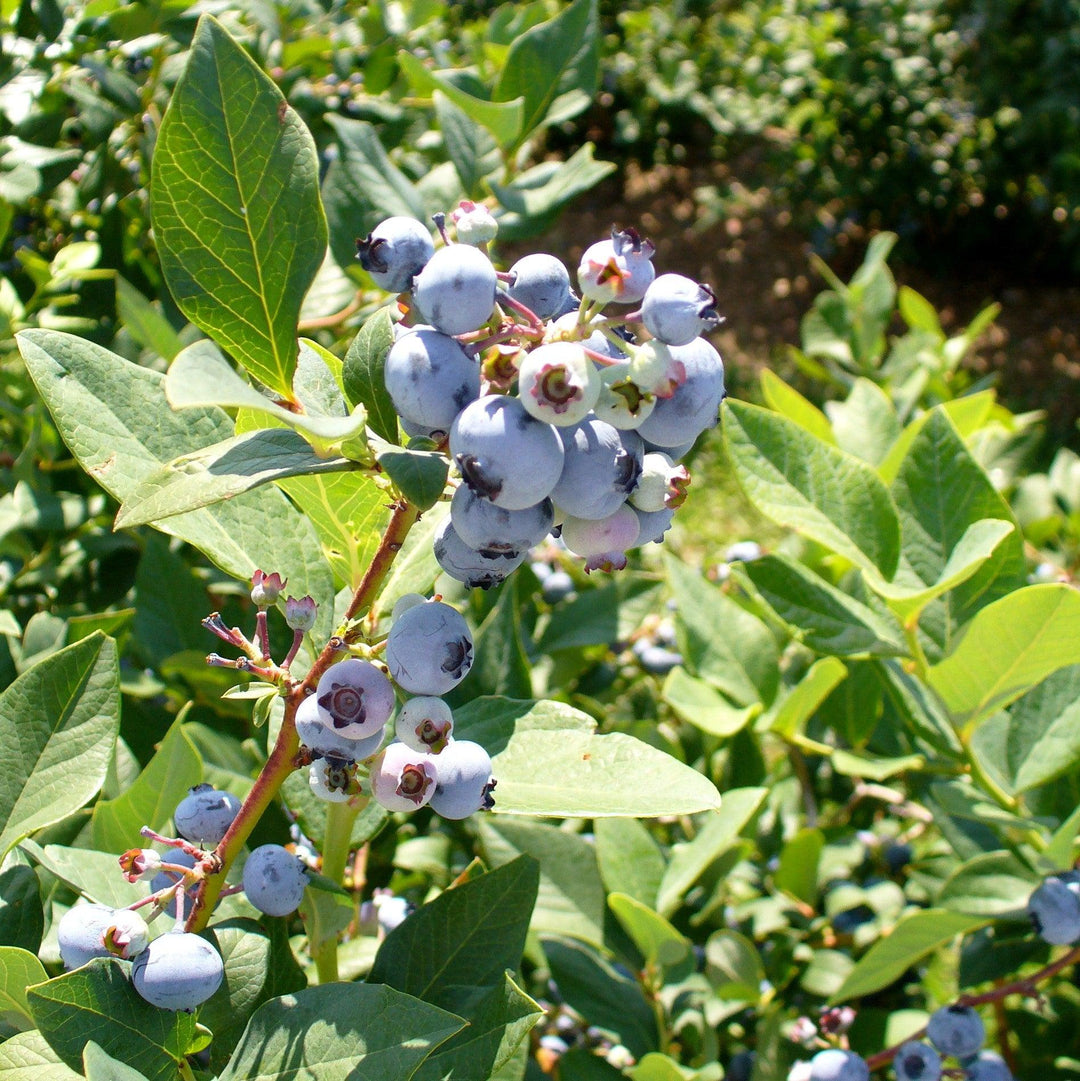 Vaccinium ashei 'Vernon' PP18291 ~ DownHome Harvest® Takes the Cake® Blueberry-ServeScape