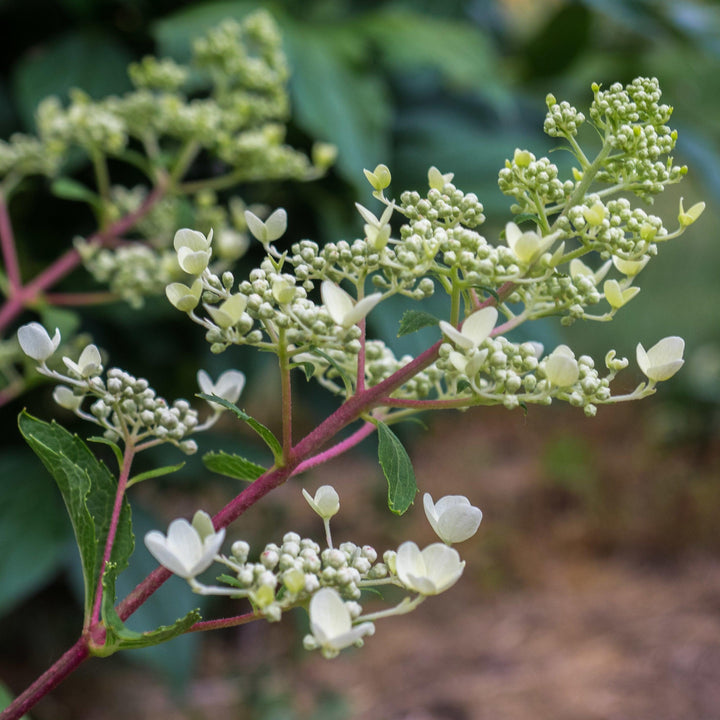 Hydrangea paniculata 'Wims Red' ~ Fire & Ice Hydrangea-ServeScape