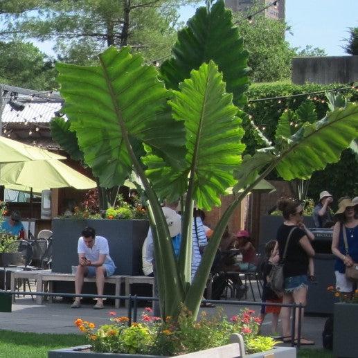 Alocasia 'Portora' ~ Portora Upright Elephant Ear-ServeScape