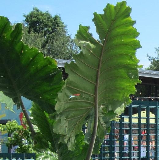 Alocasia 'Portora' ~ Portora Upright Elephant Ear-ServeScape