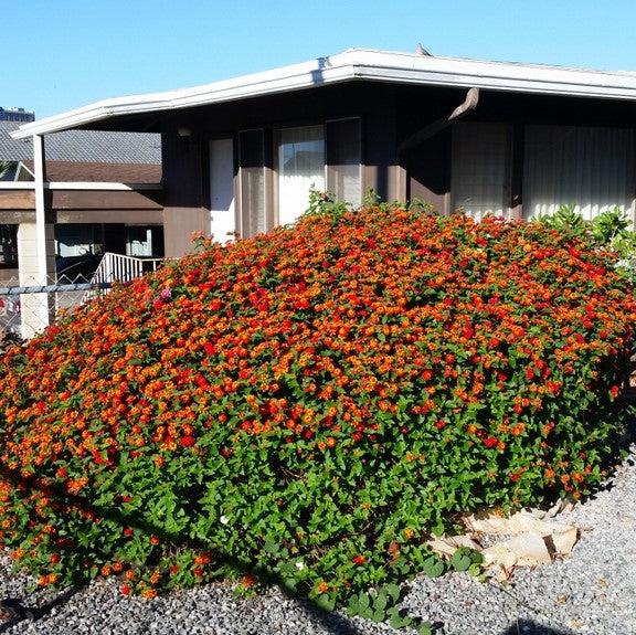 Lantana camara 'Dallas Red' ~ Dallas Red Lantana-ServeScape