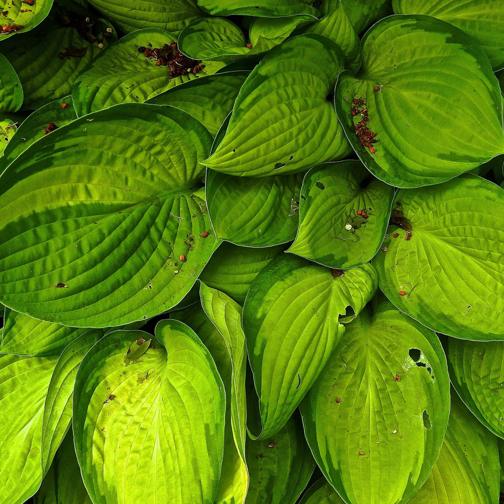 Hosta x 'Sharmon' ~ Sharmon Hosta-ServeScape