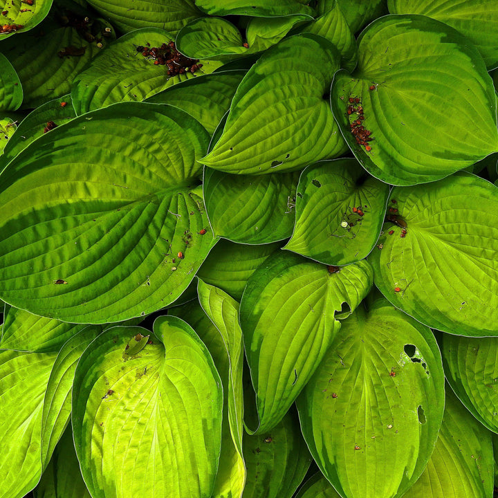 Hosta x 'Sharmon' ~ Sharmon Hosta-ServeScape