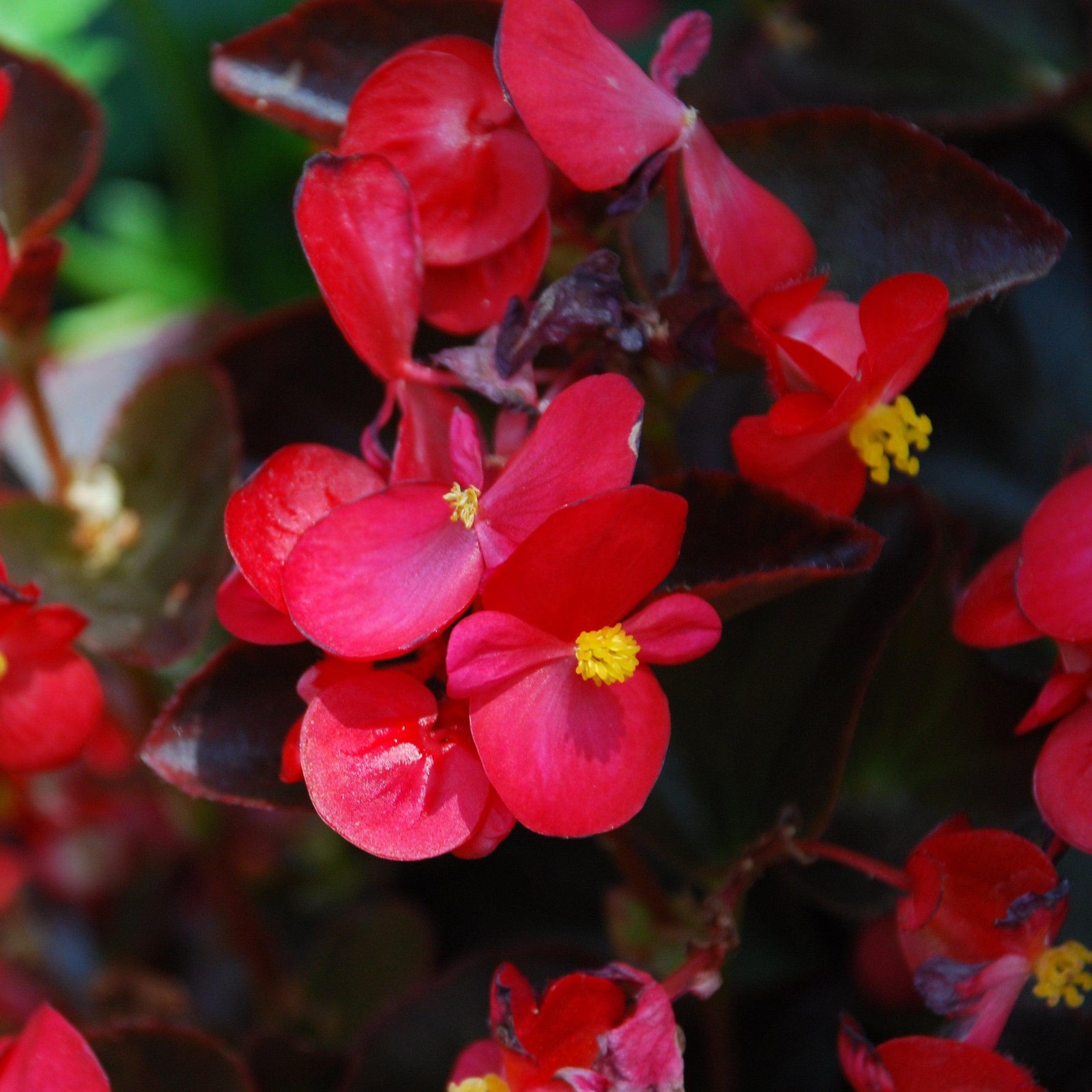 Begonia 'Bronze Leaf Rose' ~ Bronze Leaf Rose Begonia-ServeScape