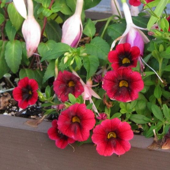 Calibrachoa 'Calitastic Dark Red' ~ Calitastic® Dark Red Calibrachoa-ServeScape
