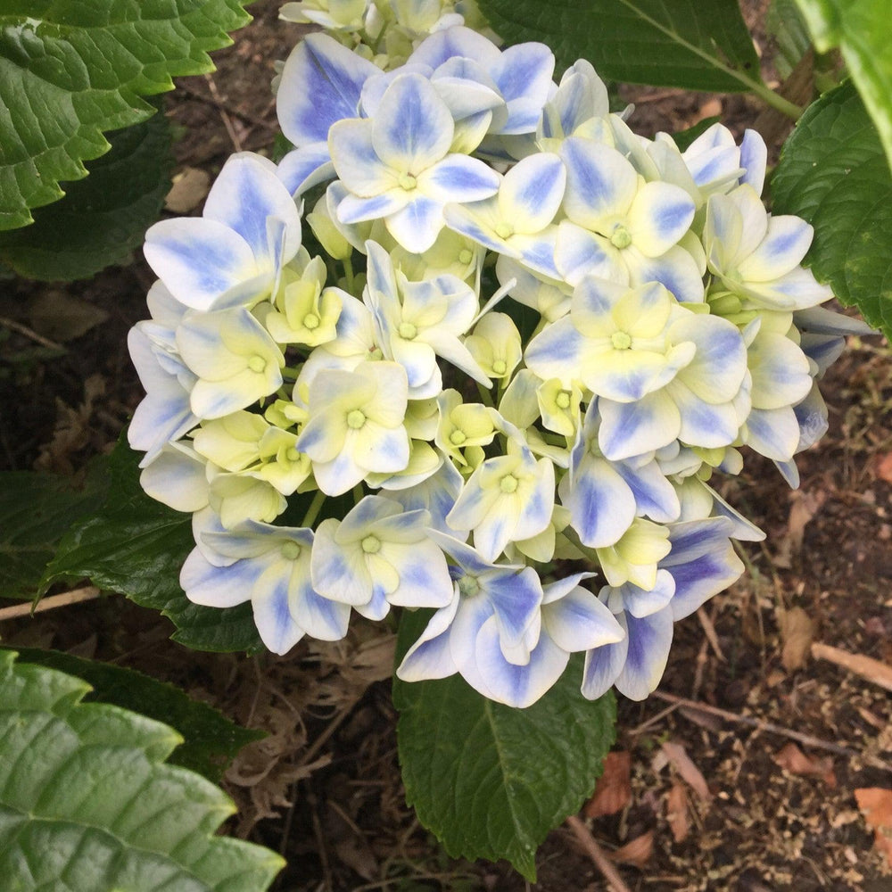 Hydrangea macrophylla 'Freedom' ~ Double Delights™ Freedom Hydrangea-ServeScape