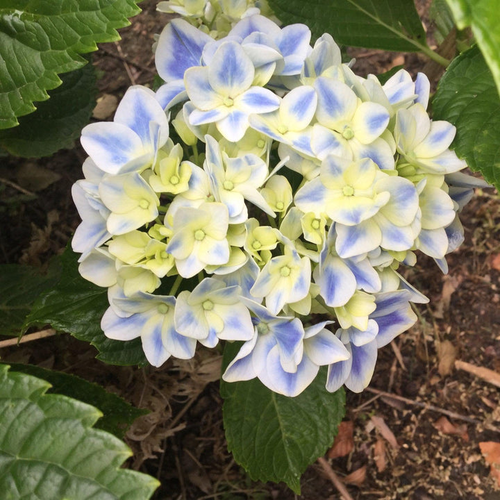 Hydrangea macrophylla 'Freedom' ~ Double Delights™ Freedom Hydrangea-ServeScape