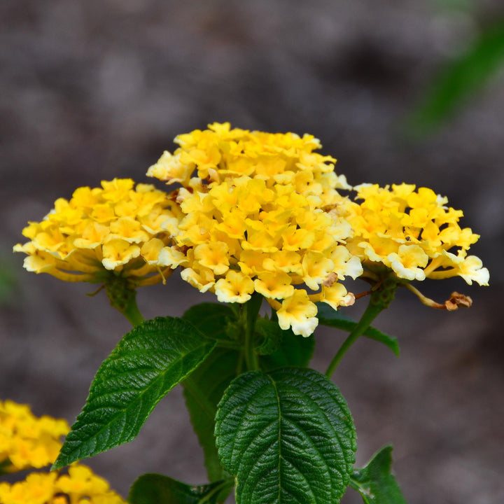 Lantana camara 'Balandcit' ~ Landmark™ Citrus Lantana-ServeScape