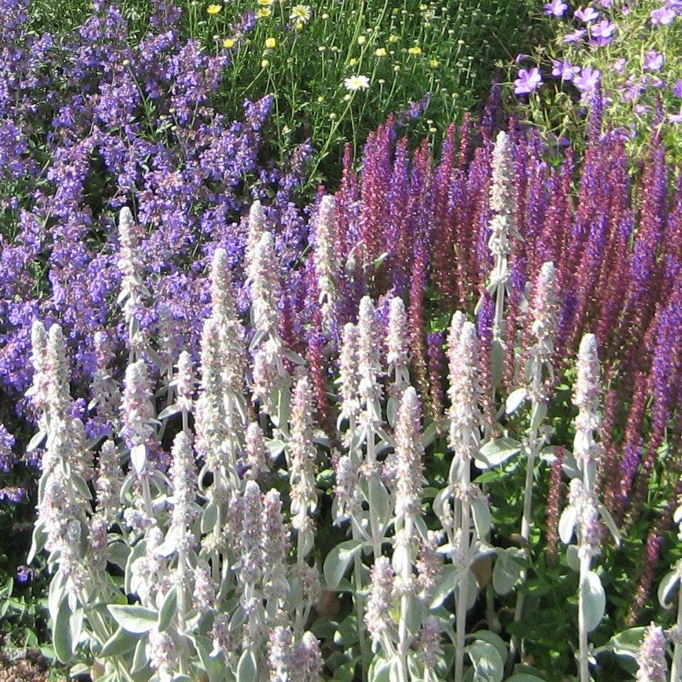 Salvia farinacea 'Victoria White' ~ Victoria™ White Salvia-ServeScape